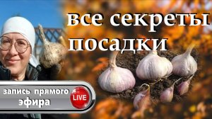 Сажаем озимый чеснок.  Узнаем все секреты, как получить богатый урожай