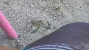 Багамол