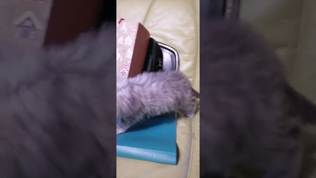 Филл Барселит