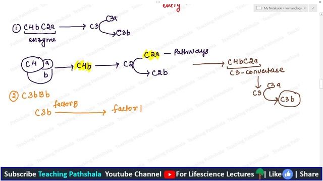 Immunology: C3 Convertase | C5- Convertase | MAC Formation | Lecture-18