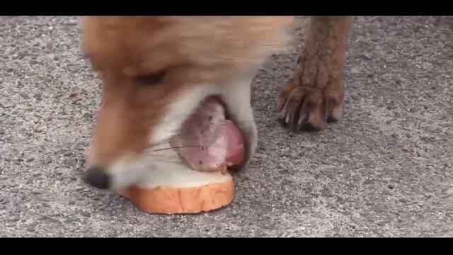 Fox make a sandvich | Chernobyl Fox To Make a Sandwich | FUNNY, FAIL смотреть онлайн
