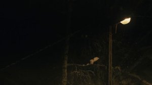 14034895-hd_1920_1080_24fps