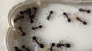 Messor denticulatus — красногрудые муравьи-жнецы. Муравьи дома. Муравьиная ферма.