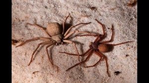 Шестиглазый песочный паук