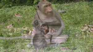 Murat Göğebakan - Vurgunum