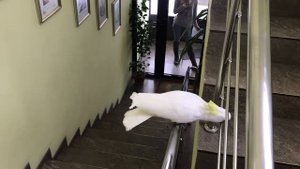 Какаду Кирюня выгоняет с офиса сотрудницу