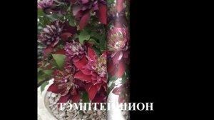 Обзор сортов клематисов #клематисы #лилейники #ирисы