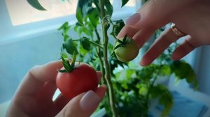 ВЛОГ: Я ВЫРАСТИЛА ПОМИДОРЫ НА ПОДОКОННИКЕ. СЕМЕНА ОТПРАВЯТСЯ МОЕМУ ЗРИТЕЛЮ.