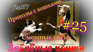 Забавные кошки / Приколы с кошками / Смешные коты #25