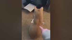 Котики - огонь ! - Смешные котики