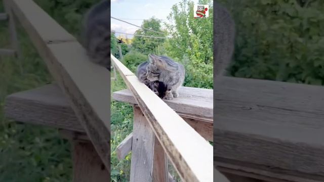 Мама Пуся родила гения Чепусеночка ❤️❤️❤️🌈🌟🌟😻