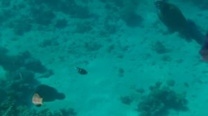 Шарм Эль Шейх Наполеон