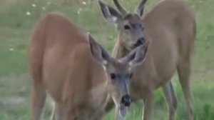 Blacktail deer bowling with apples my kind of deer hunt