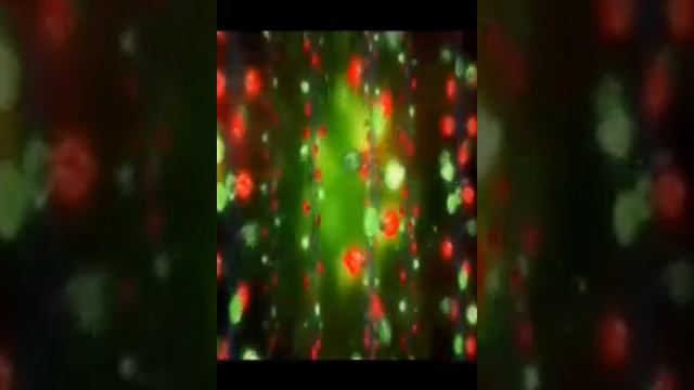 Christmas - Lights (VIDEO WALLPAPER)