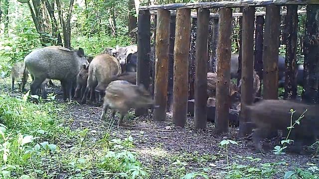 Незадача   ясли стали маловаты
