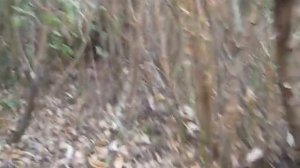 Охота с ягдтерьером 001