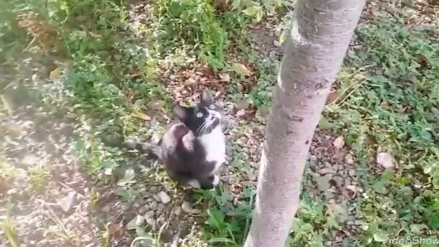 Stop Motion/Заблудились в лесу/ Блонди сломала ногу!!!) смотреть онлайн