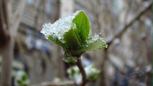 Майские на даче / У природы нет плохой погоды...