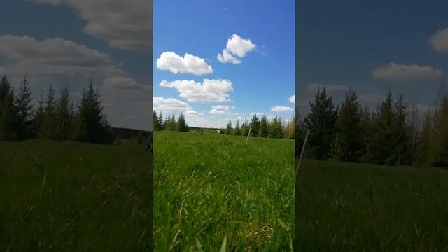 Бегаем по поляне с Тайсоном | Шепски (метис хаски)