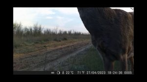 Логово год спустя. Матерый привел волчицу. Уничтожение волчьей стаи.