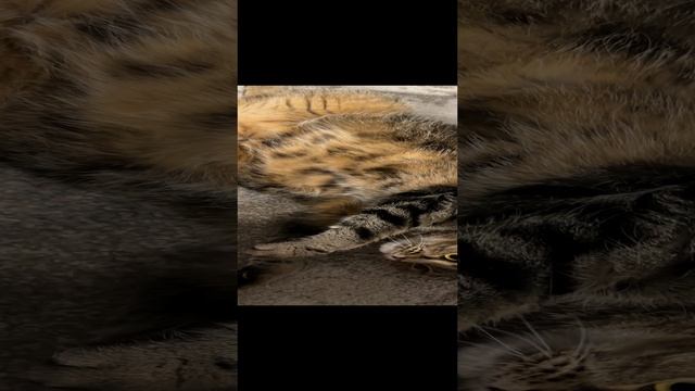 ЧЕССИ🐯КТО-ТО РАБОТАЕТ, А КТО-ТО ОТДЫХАЕТ