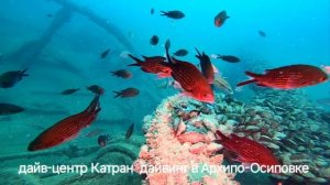 погружение на военный корабль Петраш 
дайвинг в Архипо-Осиповке 
дайв-центр Катран