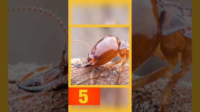 Угадай насекомое по фото! Очень сложно 🤔😱 Проверь себя! #окружающиймир #закладказнаний #викторина
