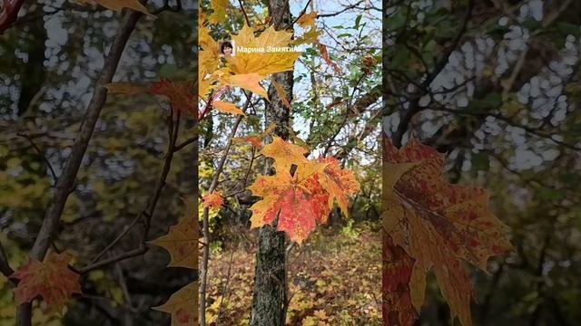 Золотая осень и желтая божья коровка.