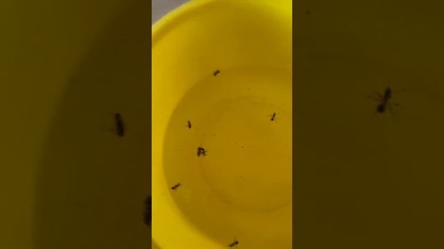 Как я топлю муравьев? #ants #муравьи #муравьинаяферма