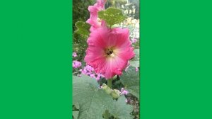 Пчёлка Майя