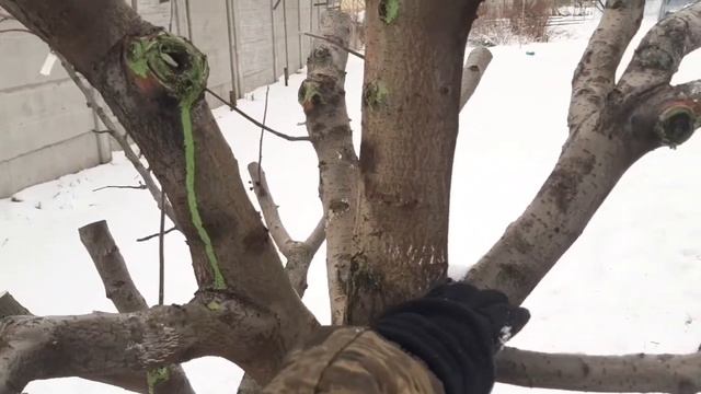 Обрезка взрослого дерева для полной перепрививки.