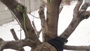 Обрезка взрослого дерева для полной перепрививки.