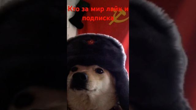 #ктозамирлайкиподписка #пжврек #shors