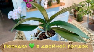 Посадка орхидеи фаленопсис в двойной горшок на фитиль , классическая система содержания
