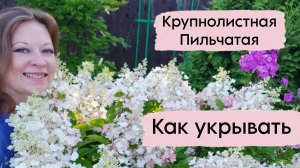 Как укрыть гортензию с толстыми ветками