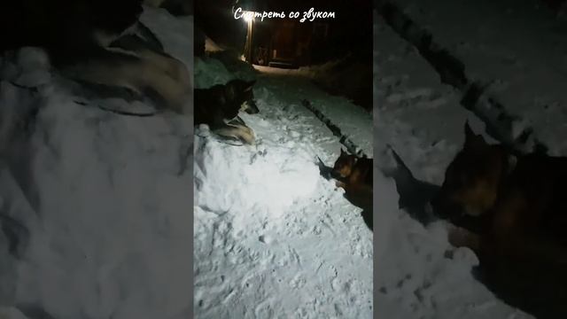 Тайсон не в какую не отдаст... | Шепски (метис хаски)