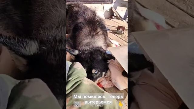 Чистый Тайсон | Шепски (метис хаски) #шепски #хаски #немецкаяовчарка #huskies #huskies4life