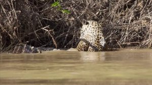 Jaguar Vs Caiman Brazil Pantanal 2010