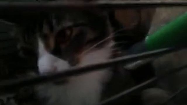 Домашняя любовь