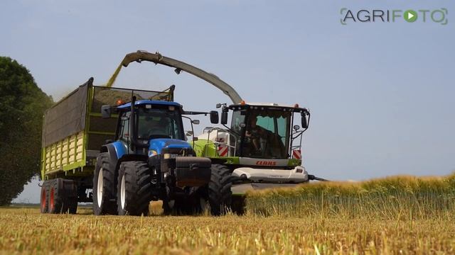 Harvest 2022 | Whole crop barley silage | Claas Jaguar 960 + much more!
