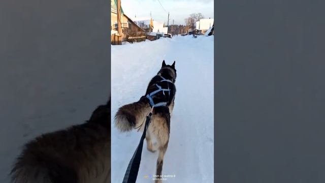 Гоняем на лыжах Тайсона | Шепски (метис хаски) #шепски #собака #голубоглазый #ездоваясобака