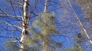 Серебро на траве. Ледяная роса.