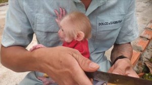 Newborn baby monkey eats apple for the first time