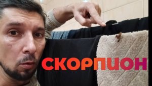 Что делать меня чуть не укусил скорпион🦂 Укус скорпиона чем опасен? Живые скорпионы залезли в дом!