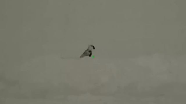 Wolf hunting. Охота на волка. Выстрелы по волкам смотреть онлайн