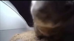 ЧИПИ ЧИПИ ЧАПА ЧАПА (СТРИМ #1)