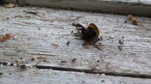 муравьи едят дохлых пчел. ants feed on dead bees