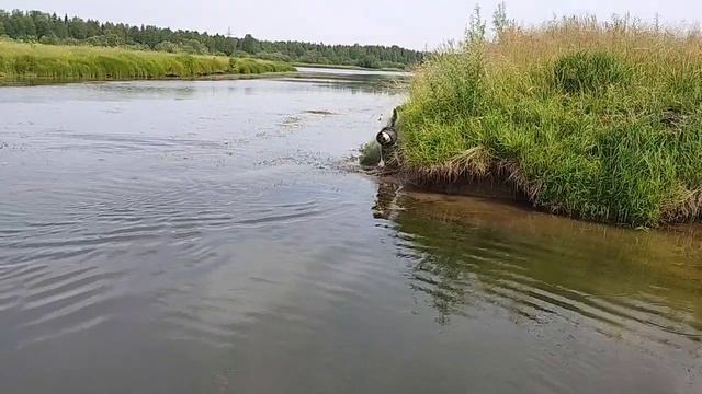 Купаемя, уже плавает далеко Тайсон | Шепски (метис хаски) | 2 года