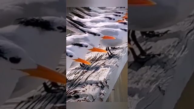 Ветром живущие 🌬️⛵️⚡️bayoun.ru #птицы #море #ветер #приколы #животные смотреть онлайн