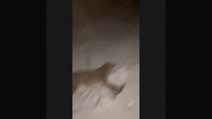 Охота на шакала ночью. Удачно выбрал место